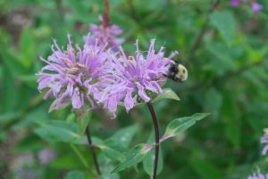 A bee on wild bergamot plant in the Sanctuary's Pollinator Garden