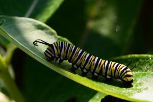 Monarch caterpillar on milkweek leaf